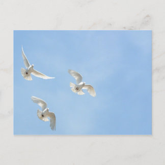 Flying doves postcard