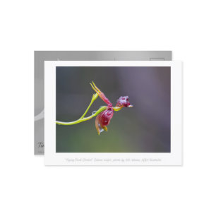 Flying Duck Orchid Flower Macro Photography Postcard