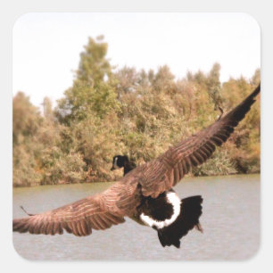 flying duck over water photograph square sticker