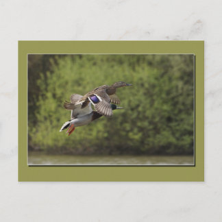 Flying Duck Postcard