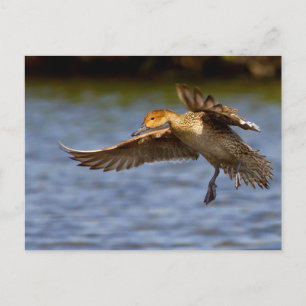 Flying duck postcard