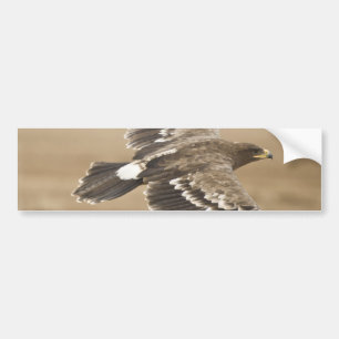 Flying Eagle Bird Bumper Sticker