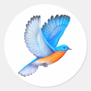 Flying Eastern Bluebird Stickers