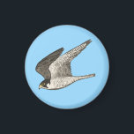 Flying Falcon on Blue Magnet<br><div class="desc">Check out this awesome coloured pencil illustration of a flying falcon. Check out my shop for more designs too!</div>