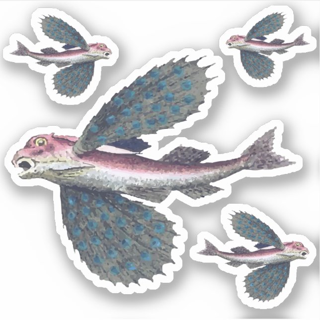 flying fish (Front)