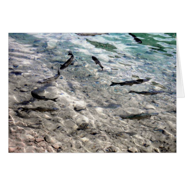 Flying Fish (Front Horizontal)