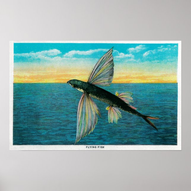 Flying Fish at Catalina Island Poster (Front)