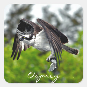 Flying Fish Eagle Osprey Nature Photograph 7 Square Sticker