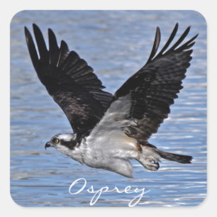 Flying Fish Eagle Osprey Nature Photograph Square Sticker