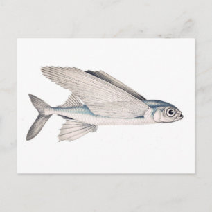 Flying Fish Exocoetidae Postcard