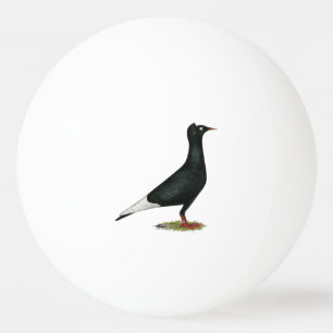 Flying Flight Black Cap Pigeon Ping Pong Ball