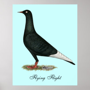 Flying Flight Black Pigeon Poster