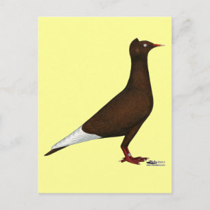 Flying Flight Cap Pigeon Postcard