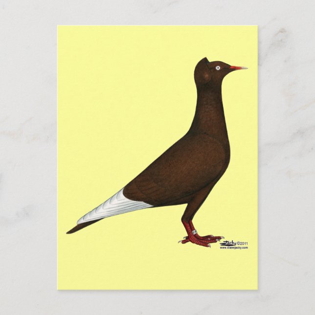 Flying Flight Cap Pigeon Postcard (Front)