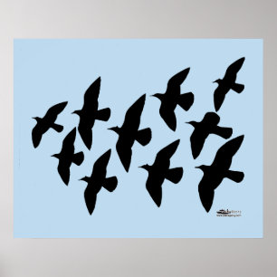 Flying Flight Pigeons Poster