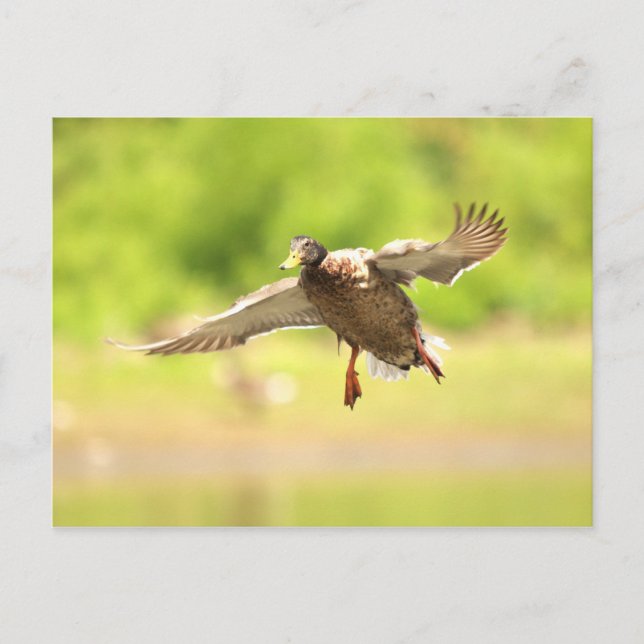 Flying for postcard (Front)