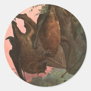 Flying Fox Bats by Austen, Vintage Wild Animals Classic Round Sticker