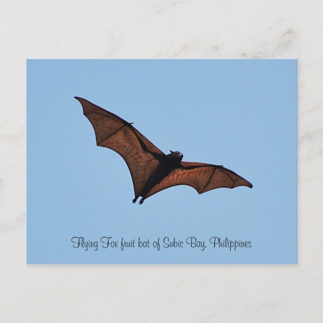 Flying Fox fruit bat of Subic Bay Postcard (Front)