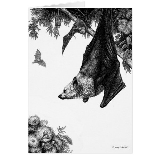 Image of Flying Foxes Cards
