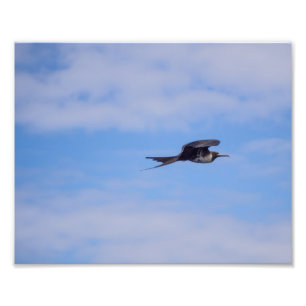 Flying frigate bird photo print