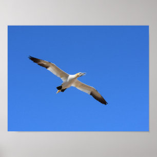 Flying Gannet Bird Blue Sky Poster