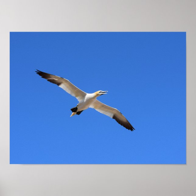 Flying Gannet Bird Blue Sky Poster (Front)