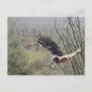 Flying Great Horned Owl Postcard