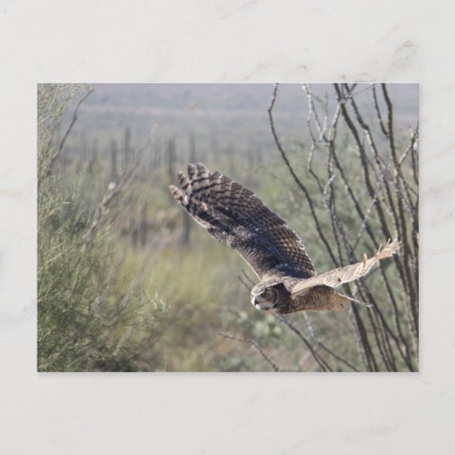Flying Great Horned Owl Postcard (Front)