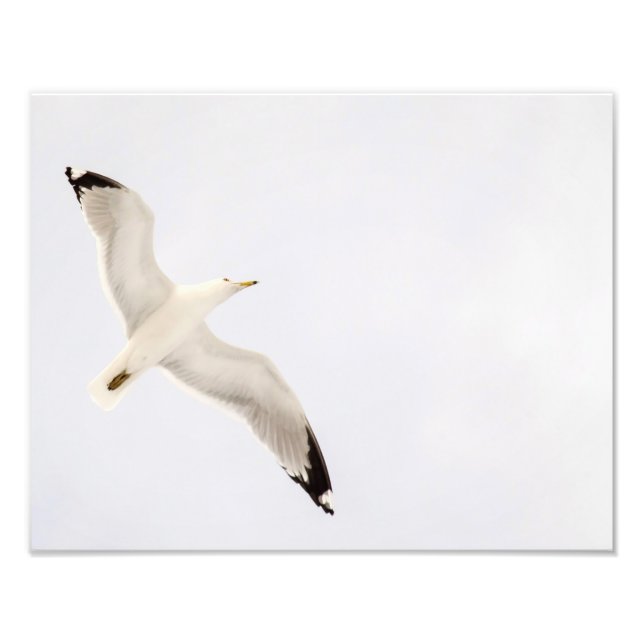 Flying Gull Photo Print (Front)
