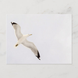 Flying Gull Postcard