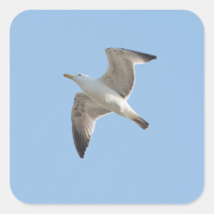 Flying gull square sticker