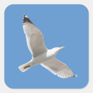 Flying gull square sticker