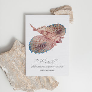 Flying Gurnard Postcard