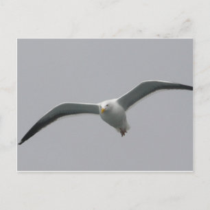 Flying High Postcard