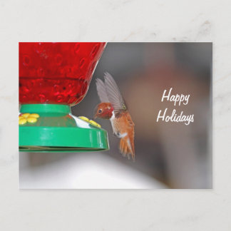 Flying Hummingbird and Hummingbird Feeder Holiday Postcard