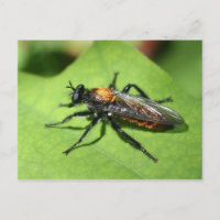 Flying Insect Close Up Nature
