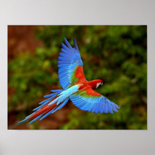 Flying Macaw Print