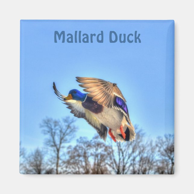 Flying Mallard Duck Drake Wildlife Photo Magnet (Front)