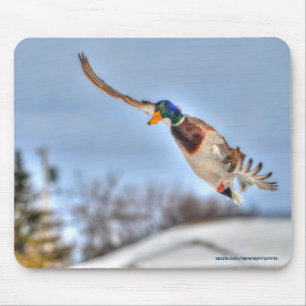 Flying Mallard Duck Drake Wildlife Photo Mouse Mat