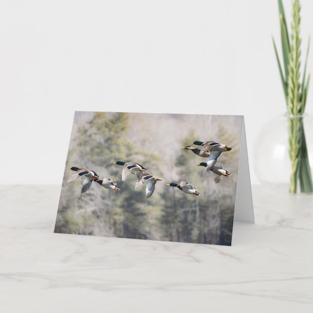 Flying Mallards Card (Front)