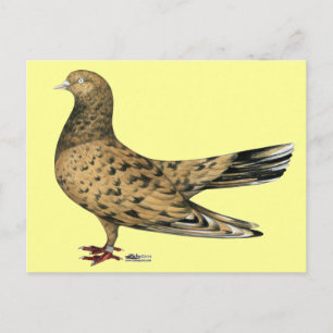 Flying Oriental Roller: Almond Postcard