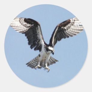 Flying Osprey Classic Round Sticker