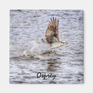 Flying Osprey & Fish HDR Wildlife Photo Gift Magnet