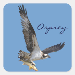 Flying Osprey & Fish Wildlife Photography Square Sticker
