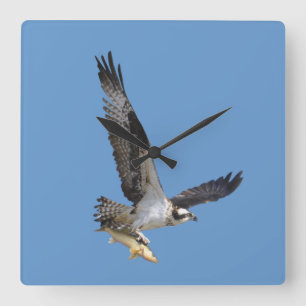 Flying Osprey & Fish Wildlife Photography Square Wall Clock