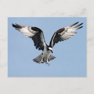 Flying Osprey Postcard