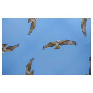 Flying osprey with a target in sight fabric