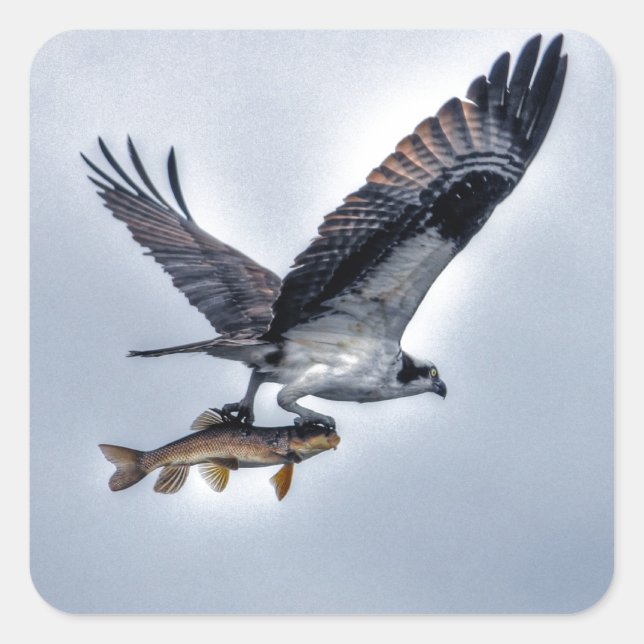 Flying Osprey with Walleye Fish HDR Photo Square Sticker (Front)