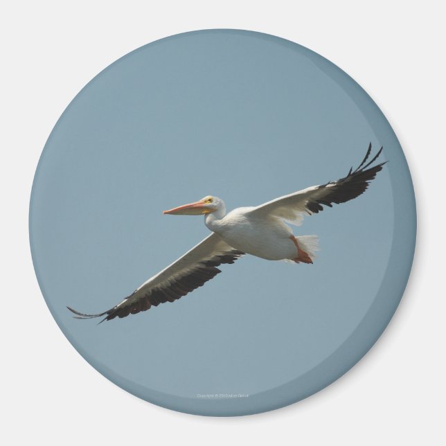 Flying Pelican Magnet 4 (Front)