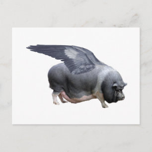flying pig postcard